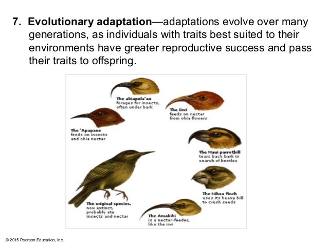 examples of evolutionary adaptation