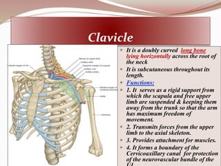 01 Bones of upper limb.ppt111111111111111 | PPT