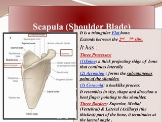 01 Bones of upper limb.ppt111111111111111 | PPT