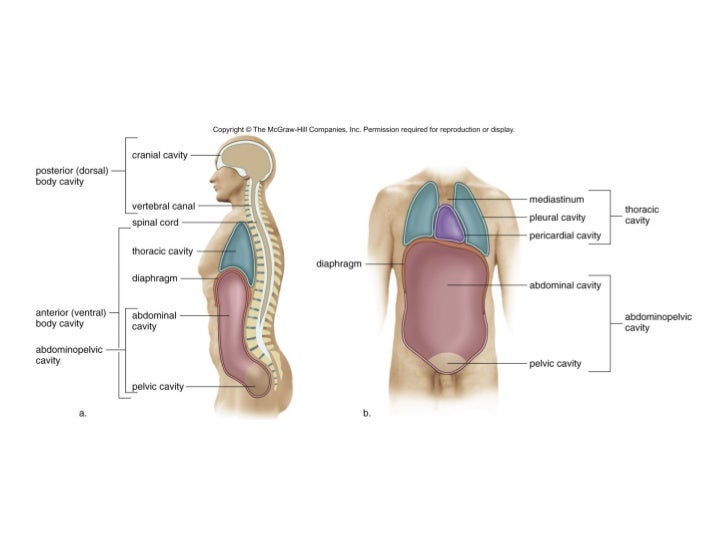 Anatomy Body Cavity Diagram - Diagram Media