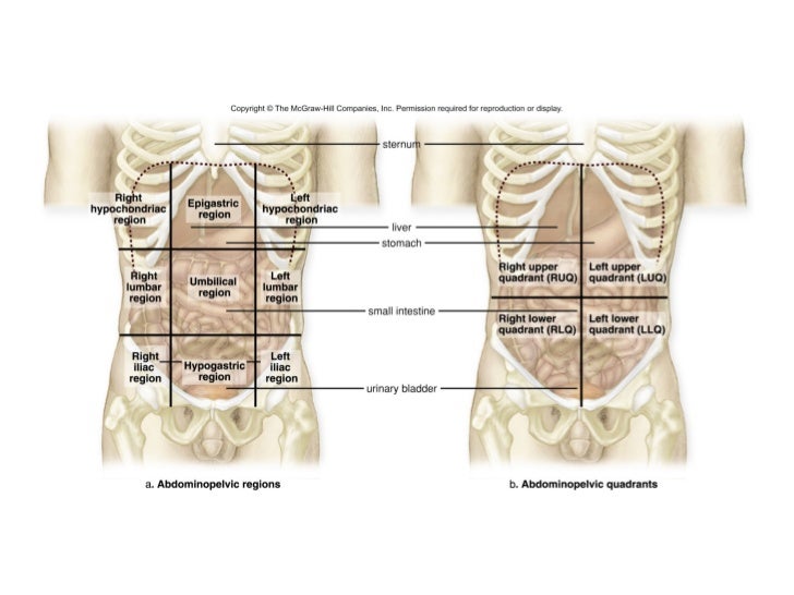 Anatomy And Physiology Organizationofbody
