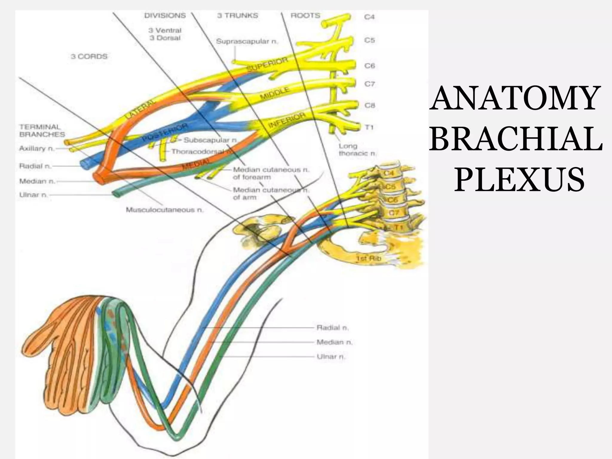 ANATOMY
BRACHIAL
PLEXUS
 