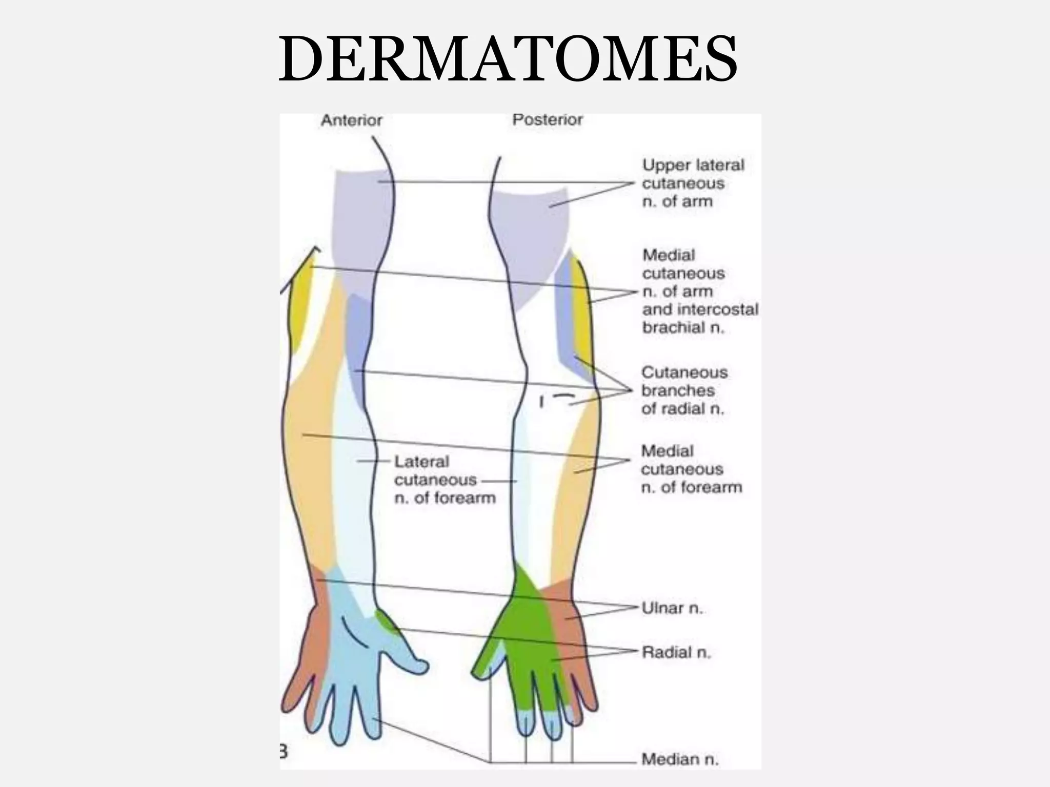 DERMATOMES
 