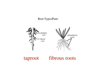 01 c plant morphology | PDF