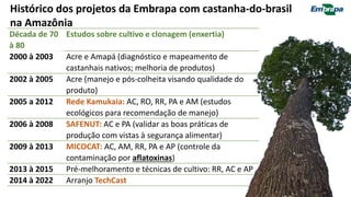Década de 70
à 80
Estudos sobre cultivo e clonagem (enxertia)
2000 à 2003 Acre e Amapá (diagnóstico e mapeamento de
castanhais nativos; melhoria de produtos)
2002 à 2005 Acre (manejo e pós-colheita visando qualidade do
produto)
2005 a 2012 Rede Kamukaia: AC, RO, RR, PA e AM (estudos
ecológicos para recomendação de manejo)
2006 à 2008 SAFENUT: AC e PA (validar as boas práticas de
produção com vistas à segurança alimentar)
2009 à 2013 MICOCAT: AC, AM, RR, PA e AP (controle da
contaminação por aflatoxinas)
2013 à 2015 Pré-melhoramento e técnicas de cultivo: RR, AC e AP
2014 à 2022 Arranjo TechCast
Histórico dos projetos da Embrapa com castanha-do-brasil
na Amazônia
 