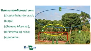 Sistema agroflorestal com:
(a)castanheira-do-brasil;
(b)açaí;
(c)banana Musa sp.);
(d)Pimenta-do-reino;
(e)pupunha.
a
e
c d
b
 