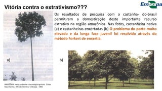 Os resultados de pesquisa com a castanha- do-brasil
permitiram a domesticação deste importante recurso
extrativo na região amazônica. Nas fotos, castanheira nativa
(a) e castanheiras enxertadas (b) O problema do porte muito
elevado e da longa fase juvenil foi resolvido através do
método Forkert de enxertia.
b)a)
Vitória contra o extrativismo???
AMAZÔNIA: meio ambiente e tecnologia agrícola. Cristo
Nascimento, Alfredo Homma Embrapa - 1984
 