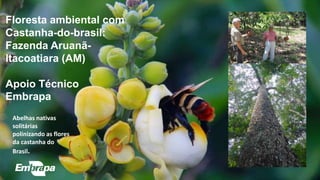 Floresta ambiental com
Castanha-do-brasil:
Fazenda Aruanã-
Itacoatiara (AM)
Apoio Técnico
Embrapa
Abelhas nativas
solitárias
polinizando as flores
da castanha do
Brasil.
 