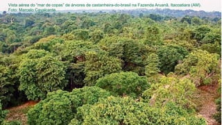 Vista aérea do “mar de copas” de árvores de castanheira-do-brasil na Fazenda Aruanã, Itacoatiara (AM).
Foto: Marcelo Cavalcante.
 