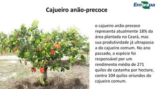 o cajueiro anão-precoce
representa atualmente 18% da
área plantada no Ceará, mas
sua produtividade já ultrapassa
a do cajueiro comum. No ano
passado, a espécie foi
responsável por um
rendimento médio de 271
quilos de castanha por hectare,
contra 104 quilos oriundos do
cajueiro comum.
Cajueiro anão-precoce
 