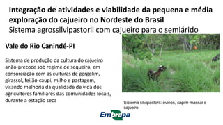Vale do Rio Canindé-PI
Sistema de produção da cultura do cajueiro
anão-precoce sob regime de sequeiro, em
consorciação com as culturas de gergelim,
girassol, feijão-caupi, milho e pastagem,
visando melhoria da qualidade de vida dos
agricultores familiares das comunidades locais,
durante a estação seca Sistema silvipastoril: ovinos, capim-massai e
cajueiro
Integração de atividades e viabilidade da pequena e média
exploração do cajueiro no Nordeste do Brasil
Sistema agrossilvipastoril com cajueiro para o semiárido
 