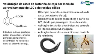 Valorização da casca da castanha de caju por meio do
aproveitamento do LCC e do resíduo sólido
• Obtenção de ácidos anacárdicos e resíduo da
casca de castanha de caju
• Isolamento de ácidos anacárdicos a partir do
LCC obtido por prensagem hidráulica a frio.
• Aplicação dos ácidos anacárdicos no controle
de fitonematoide M. incógnita
• Aplicação dos ácidos anacárdicos no controle
de helmintos
Estrutura química geral dos
ácidos anacárdicos, um dos
principais componentes
encontrados no líquido da
casca da castanha de caju.
Nematóide das galhas
Meloidogyne incognita
 