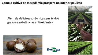 Além de deliciosas, são ricas em ácidos
graxos e substâncias antioxidantes
Como o cultivo de macadâmia prospera no interior paulista
 