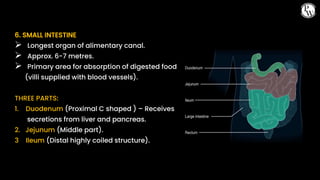 01 CBSE_Class10th_Biology_Life Processes[Nutrition].pptx