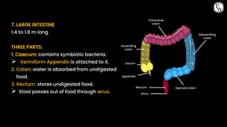 01 CBSE_Class10th_Biology_Life Processes[Nutrition].pptx