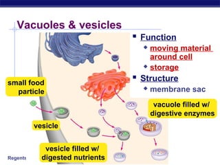 Vacuoles & vesicles
                                    Function
                                      moving material
                                       around cell
                                      storage


small food
                                    Structure
  particle
                                        membrane sac
                                          vacuole filled w/
                                         digestive enzymes
        vesicle


               vesicle filled w/
             digested nutrients
Regents Biology
 