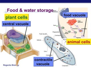 Food & water storage
                                food vacuole
  plant cells
central vacuole




                                 animal cells



                  contractile
Regents Biology    vacuole
 