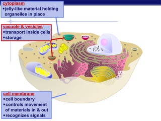 cytoplasm
jelly-like material holding
 organelles in place

vacuole & vesicles
transport inside cells
storage




cell membrane
cell boundary
controls movement
 of materials in & out
recognizes signals
 Regents Biology
 