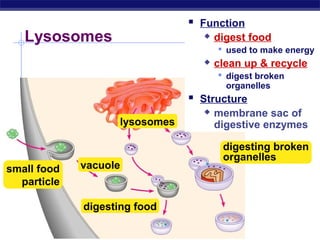  Function
   Lysosomes                             digest food
                                           used to make energy
                                         clean up & recycle
                                           digest broken
                                            organelles
                                     Structure
                                         membrane sac of
                        lysosomes         digestive enzymes

                                           digesting broken
                                           organelles
small food        vacuole
  particle

                  digesting food

Regents Biology
 