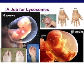 A Job for Lysosomes
6 weeks




                         15 weeks




Regents Biology
 