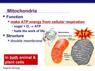 Mitochondria
 Function
      make ATP energy from cellular respiration
        sugar + O2 → ATP
        fuels the work of life
 Structure                                 ATP
      double membrane



 in both animal &
 plant cells
Regents Biology
 