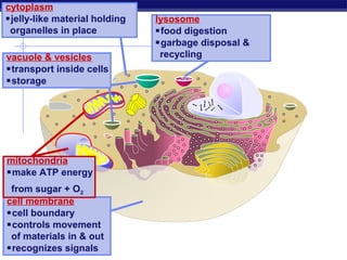 cytoplasm
jelly-like material holding   lysosome
 organelles in place           food digestion
                               garbage disposal &
vacuole & vesicles              recycling
transport inside cells
storage




mitochondria
make ATP energy
 from sugar + O2
cell membrane
cell boundary
controls movement
 of materials in & out
recognizes signals
 Regents Biology
 