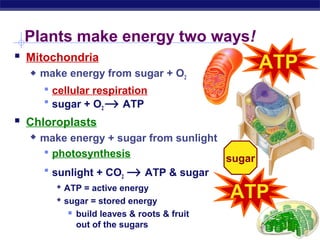 Plants make energy two ways!
 Mitochondria
        make energy from sugar + O2
                                                       ATP
          cellular respiration
          sugar + O2 → ATP
 Chloroplasts
        make energy + sugar from sunlight
          photosynthesis
                                           sugar
          sunlight + CO2 → ATP & sugar
             ATP = active energy
             sugar = stored energy
                                                     ATP
                     build leaves & roots & fruit
                      out of the sugars
Regents Biology
 