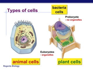 bacteria
   Types of cells                  cells
                                         Prokaryote
                                         - no organelles




                       Eukaryotes
                       - organelles


        animal cells                  plant cells
Regents Biology
 