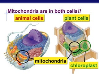 Mitochondria are in both cells!!
      animal cells         plant cells




                  mitochondria
                                 chloroplast
Regents Biology
 