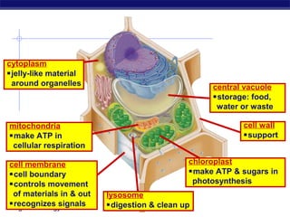 cytoplasm
jelly-like material
 around organelles                                central vacuole
                                                  storage: food,
                                                   water or waste

mitochondria                                             cell wall
make ATP in                                             support
 cellular respiration

cell membrane                                chloroplast
cell boundary                               make ATP & sugars in
controls movement                            photosynthesis
 of materials in & out   lysosome
recognizes signals
Regents Biology          digestion & clean up
 