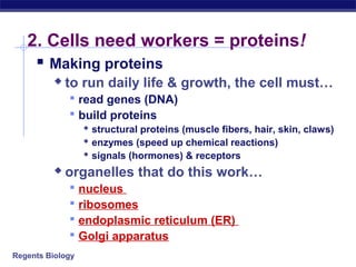 2. Cells need workers = proteins!
     Making proteins
             to run daily life & growth, the cell must…
               read genes (DNA)
               build proteins
                  structural proteins (muscle fibers, hair, skin, claws)
                  enzymes (speed up chemical reactions)
                  signals (hormones) & receptors
             organelles that do this work…
                 nucleus
                 ribosomes
                 endoplasmic reticulum (ER)
                 Golgi apparatus
Regents Biology
 