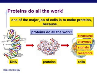 Proteins do all the work!
       one of the major job of cells is to make proteins,
                          because…

                   proteins do all the work!
                                                structural
                                                enzymes
                                                signals
                                                receptors

     DNA                  proteins              cells

Regents Biology
 