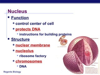 Nucleus
    Function
        control center of cell
        protects DNA

            instructions for building proteins
    Structure
        nuclear membrane
        nucleolus

            ribosome factory
          chromosomes
            DNA
Regents Biology
 