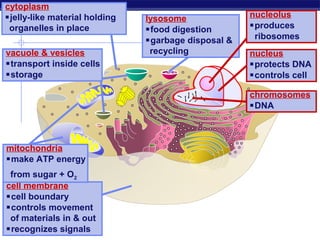 cytoplasm
jelly-like material holding   lysosome              nucleolus
 organelles in place           food digestion       produces
                               garbage disposal &    ribosomes
vacuole & vesicles              recycling            nucleus
transport inside cells                              protects DNA
storage                                             controls cell

                                                     chromosomes
                                                     DNA



mitochondria
make ATP energy
 from sugar + O2
cell membrane
cell boundary
controls movement
 of materials in & out
recognizes signals
 Regents Biology
 
