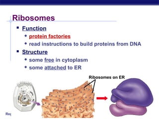 Ribosomes
      Function
             protein factories
             read instructions to build proteins from DNA
      Structure
             some free in cytoplasm
             some attached to ER
                                       Ribosomes on ER




Regents Biology
 