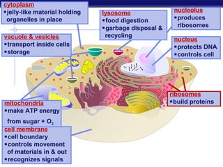 cytoplasm
jelly-like material holding   lysosome               nucleolus
 organelles in place           food digestion        produces
                               garbage disposal &     ribosomes
vacuole & vesicles              recycling
                                                      nucleus
transport inside cells                               protects DNA
storage                                              controls cell




                                                     ribosomes
mitochondria                                         build proteins
make ATP energy
 from sugar + O2
cell membrane
cell boundary
controls movement
 of materials in & out
recognizes signals
 Regents Biology
 
