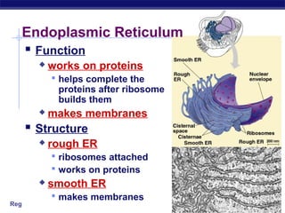 Endoplasmic Reticulum
    Function
           works on proteins
             helps complete the
              proteins after ribosome
              builds them
           makes membranes
     Structure
           rough ER
             ribosomes attached
             works on proteins
           smooth ER
             makes membranes
Regents Biology
 