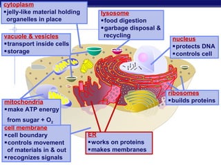 cytoplasm
jelly-like material holding      lysosome
 organelles in place              food digestion
                                  garbage disposal &
vacuole & vesicles                 recycling
                                                         nucleus
transport inside cells                                  protects DNA
storage                                                 controls cell




                                                        ribosomes
mitochondria                                            builds proteins
make ATP energy
 from sugar + O2
cell membrane
cell boundary                 ER
controls movement             works on proteins
 of materials in & out         makes membranes
recognizes signals
 Regents Biology
 
