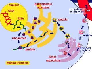 nucleus             endoplasmic
                          reticulum
                                                  protein
    DNA                                          on its way!              TO:




             RNA                       vesicle                      TO:




                                                              TO:

                                                              vesicle
        ribosomes

                                                        TO:


                   protein                              finished
                                                         protein

                                  Golgi
                                apparatus
   Making Proteins
Regents Biology
 