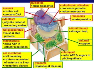 nucleolus
                         make ribosomes       endoplasmic reticulum
nucleus                                        processes proteins
control cell                                  makes membranes
protects DNA
                                                       ribosomes
cytoplasm                                              make proteins
jelly-like material
 around organelles
                                                     central vacuole
Golgi apparatus
                                                     storage: food,
finish & ship
 proteins
mitochondria                                                cell wall
make ATP in                                                support
 cellular respiration

cell membrane                                  chloroplast
cell boundary                                 make ATP & sugars in
controls movement                              photosynthesis
 of materials in & out     lysosome
recognizes signals
Regents Biology            digestion & clean up
 