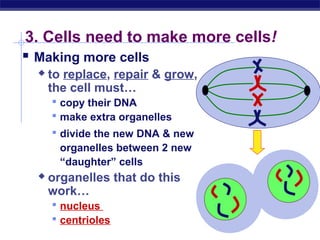 3. Cells need to make more cells!
   Making more cells
          to replace, repair & grow,
           the cell must…
            copy their DNA
            make extra organelles
            divide the new DNA & new
             organelles between 2 new
             “daughter” cells
          organelles that do this
           work…
            nucleus
            centrioles
Regents Biology
 