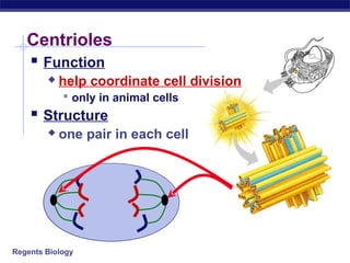 Centrioles
    Function
           help coordinate cell division
             only in animal cells
     Structure
           one pair in each cell




Regents Biology
 