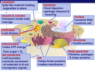 cytoplasm
jelly-like material holding       lysosome
 organelles in place               food digestion
                                   garbage disposal &
vacuole & vesicles                  recycling
                                                            nucleus
transport inside cells                                     protects DNA
storage                                                    controls cell

centrioles
cell division

                                                           ribosomes
mitochondria                                               builds proteins
make ATP energy
 from sugar + O2                                        Golgi apparatus
cell membrane                                           finishes, packages
cell boundary                 ER                        & ships proteins
controls movement             helps finish proteins
 of materials in & out         makes membranes
recognizes signals
 Regents Biology
 