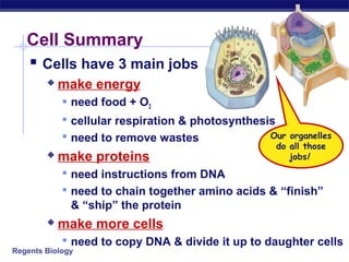 Cell Summary
    Cells have 3 main jobs
           make energy
             need food + O2
             cellular respiration & photosynthesis
             need to remove wastes               Our organelles
                                                   do all those
           make proteins                             jobs!
             need instructions from DNA
             need to chain together amino acids & “finish”
              & “ship” the protein
           make more cells
             need to copy DNA & divide it up to daughter cells
Regents Biology
 