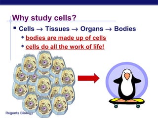 Why study cells?
    Cells → Tissues → Organs → Bodies
         bodies are made up of cells
         cells do all the work of life!




Regents Biology
 