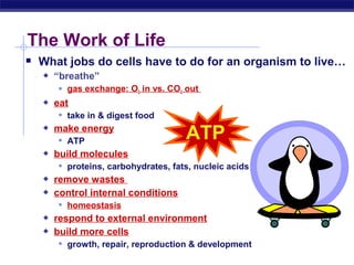 The Work of Life
    What jobs do cells have to do for an organism to live…
          “breathe”
            gas exchange: O2 in vs. CO2 out
          eat
            take in & digest food
          make energy
            ATP                         ATP
          build molecules
            proteins, carbohydrates, fats, nucleic acids
          remove wastes
          control internal conditions
            homeostasis
          respond to external environment
          build more cells
            growth, repair, reproduction & development
Regents Biology
 