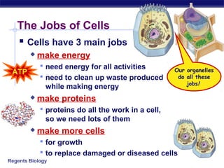 The Jobs of Cells
    Cells have 3 main jobs
           make energy
             need energy for all activities
 ATP                                                Our organelles
             need to clean up waste produced        do all these
                                                        jobs!
              while making energy
           make proteins
             proteins do all the work in a cell,
              so we need lots of them
           make more cells
             for growth
             to replace damaged or diseased cells
Regents Biology
 