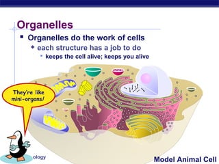 Organelles
     Organelles do the work of cells
           each structure has a job to do
             keeps the cell alive; keeps you alive




 They’re like
 mini-organs!




Regents Biology
                                                      Model Animal Cell
 