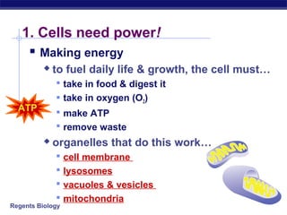 1. Cells need power!
     Making energy
             to fuel daily life & growth, the cell must…
               take in food & digest it
               take in oxygen (O2)
  ATP          make ATP
               remove waste
             organelles that do this work…
               cell membrane
               lysosomes
               vacuoles & vesicles
               mitochondria
Regents Biology
 