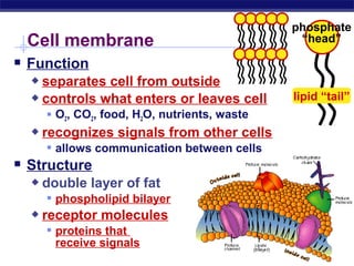 phosphate
   Cell membrane                                  “head”

 Function
     separates cell from outside
     controls what enters or leaves cell        lipid “tail”
         O2, CO2, food, H2O, nutrients, waste
       recognizes signals from other cells
         allows communication between cells
 Structure
       double layer of fat
         phospholipid bilayer
       receptor molecules
         proteins that
          receive signals
Regents Biology
 
